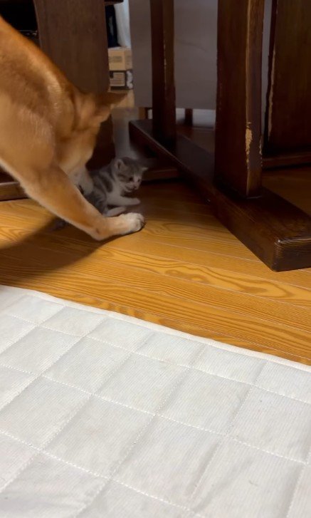 子猫をお世話する犬