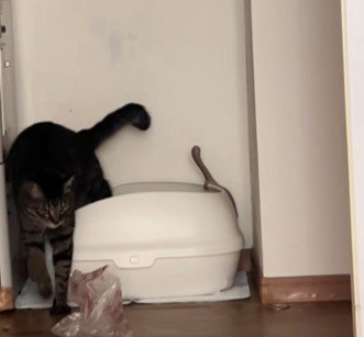 トイレから出てきた猫