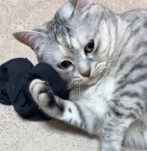 アームカバーに顔を近づける猫