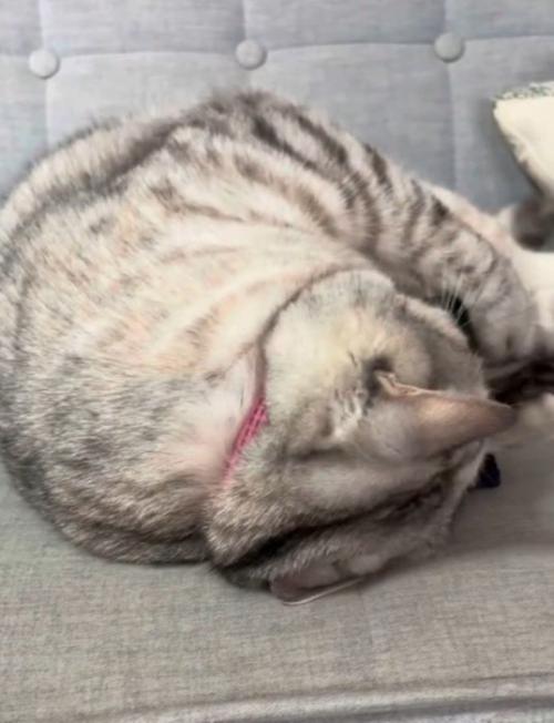 アームカバーを抱きしめて顔を埋める猫