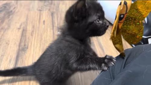 おつきちゃんも猫じゃらしに夢中