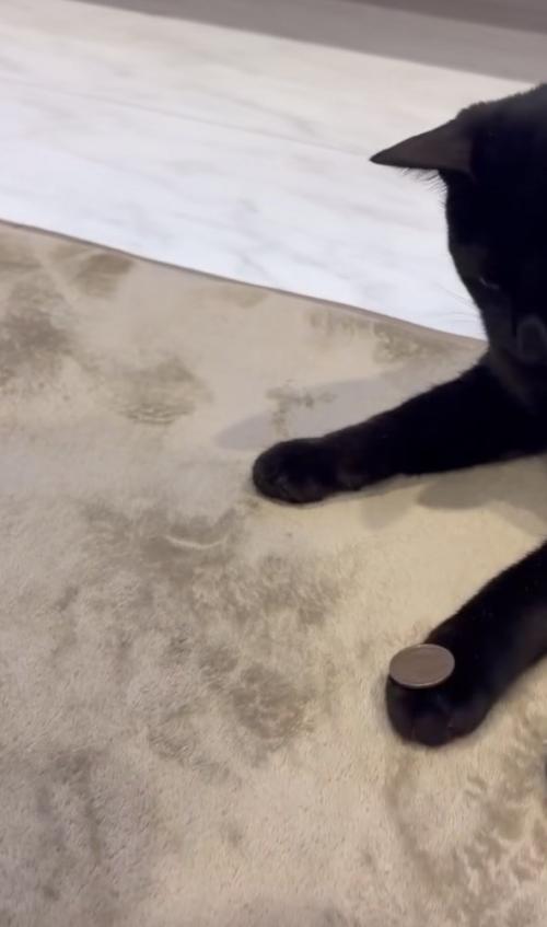 前足の上にコインを乗せられた猫の写真