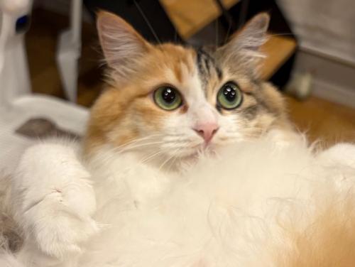 目をクリっとさせた三毛猫