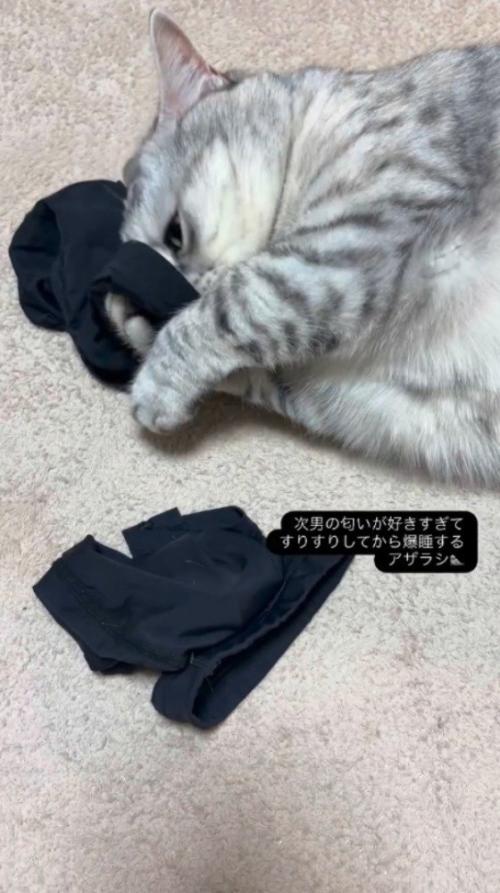 アームカバーに頬ずりする猫