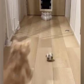家で『初めてのボウリング』→ボールを投げたら、『猫』が乱入してきて…笑ってしまう展開に「豪快なストライクｗ」「めっちゃ可愛いｗ」と話題