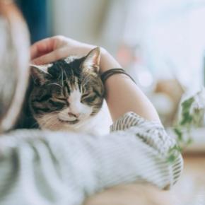 猫の飼い主を襲いやすい『後悔』5選　早いうちに改めたいことや悔やまないための心得