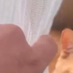 猫たちの様子を見ようと、カーテンをめくったら…予想外の『とんでもない格好』に爆笑「めっちゃ体柔らかいｗ」「どうしても一緒がいいんだｗ」