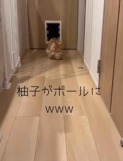 ボールを掴んだままでんぐり返りする猫