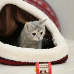 猫があなたに『叶えてください』と願っていること4つ　お願いする理由や愛猫を満足させるコツ