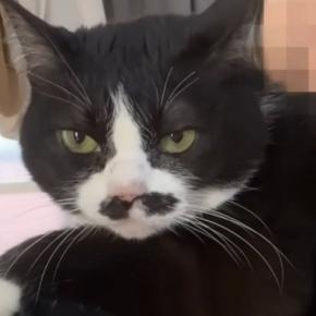 肩の上に飛び乗ってきた『超甘えん坊猫』→意地でも離れようとしなくて…頬が緩む『可愛すぎる光景』に「めちゃめちゃバブい」「たまらんｗ」