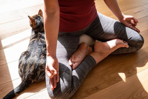 瞑想中に寄り添う猫