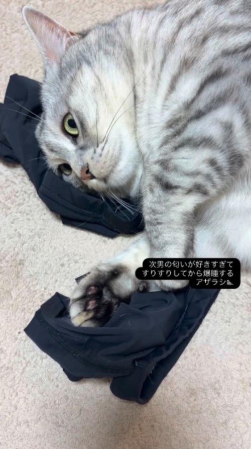 アームカバーの上で動かなくなる猫