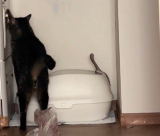 壁に手をこすりつける猫