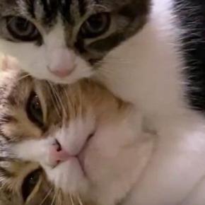 『仲良しな親子猫』のじゃれあいを見ていると…ほっこりするやり取りが35万再生「パパが弱くて可愛いｗ」「ヘッドロックされてて笑った」