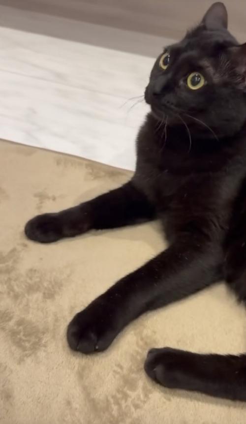 飼い主さんを見上げる猫の写真