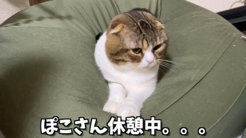 クッションに乗る猫