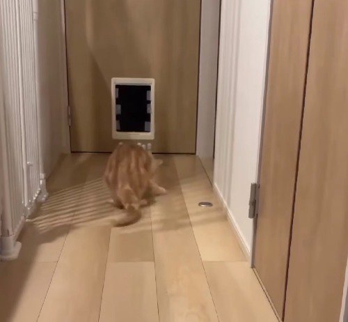 ボールを掴む猫