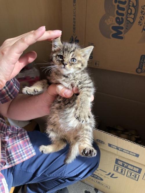 耳を触られる子猫