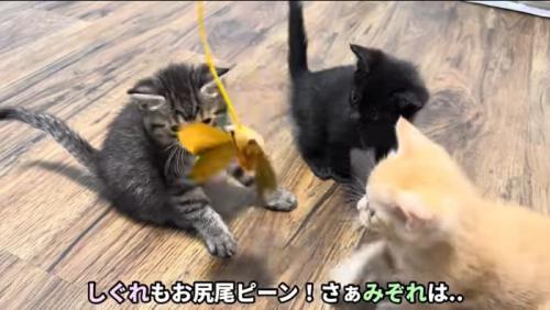 しぐれちゃんも参戦