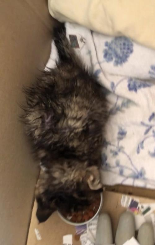 上から見た子猫