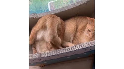 箱の中の猫たち