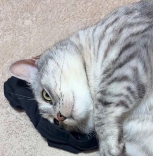 アームカバーの上でボーッとする猫