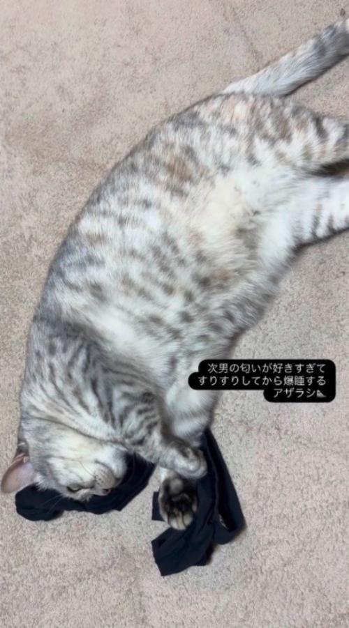 アームカバーの上で眠る猫