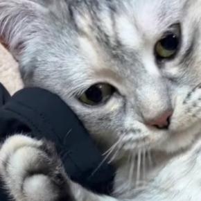 床に落ちている『お兄ちゃんのアームカバー』を見つけた猫…まさかの展開に笑う人が続出「赤ちゃんみたいなｗ」「かわいいｗ」と21万再生