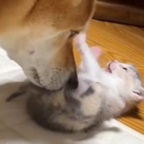 保護されたばかりの『赤ちゃん猫』に、保護犬が……あまりにも尊い『優しい行動』が239万再生「すごい母性本能」「種を超えた愛」と感動の声