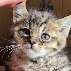 溝で『弱っていた子猫』を保護→7年後…たくましく育った『現在の光景』に笑ってしまうと239万表示「躍動感が凄いｗ」「顔がたまらん」