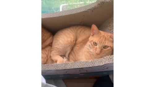 箱の中の猫たち