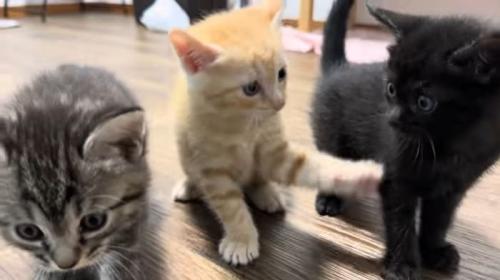 みんなで猫じゃらし