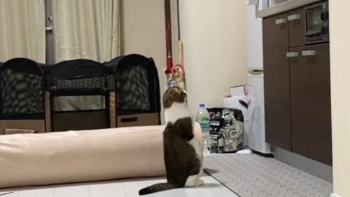 後ろ足で立つ猫