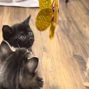 生まれて初めての『猫じゃらし』に興味津々な子猫たち→ママ猫も参戦すると……微笑ましい光景に反響「可愛さが限界突破ｗ」「さすがお母さん」