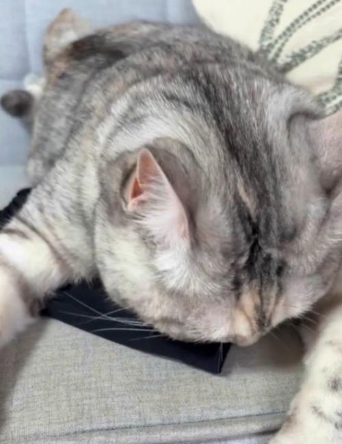 アームカバーに覆い被さる猫