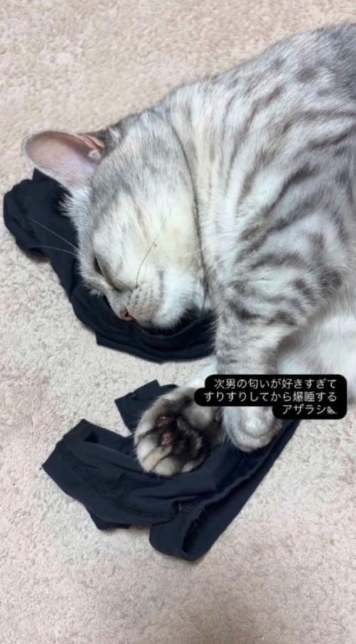 アームカバーの上で目を閉じる猫