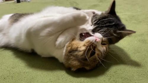 子猫に喉元を噛まれる成猫