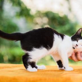 猫は『家族や自分の名前』を聞き分けられるの？　意外な研究結果や理解してもらうコツをご紹介