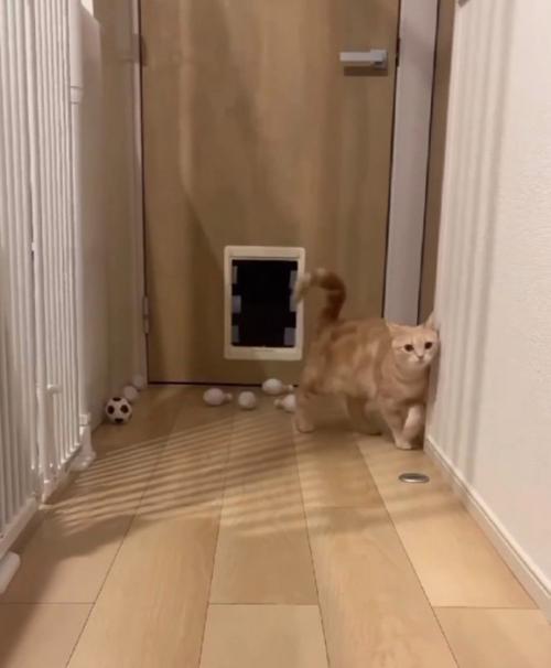 ピンからゆっくり離れる猫