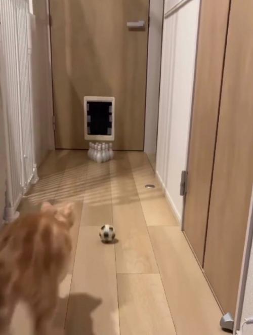 ボールに向かって走る猫