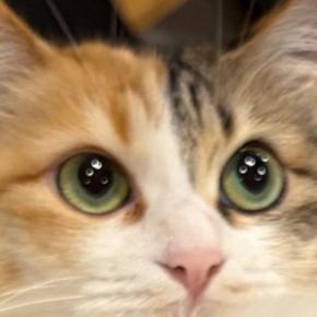 ネコの『おしり』を拭こうとしたら…あまりにも協力的すぎる『まさかのポーズ』に６万いいね「ぜひ教科書に載せよう」「す、すごいｗ」と話題