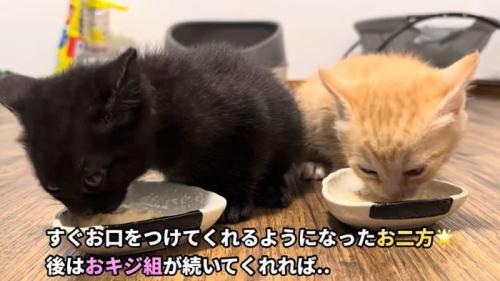 ごはんタイム