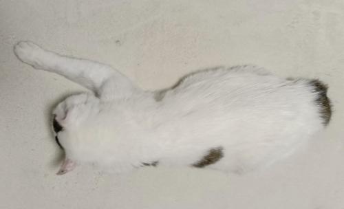 うつ伏せの猫