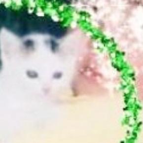 母猫が交通事故に遭い、路頭に迷っているところを保護された『小さな子猫』→20年後……感動のビフォーアフターにSNSで反響