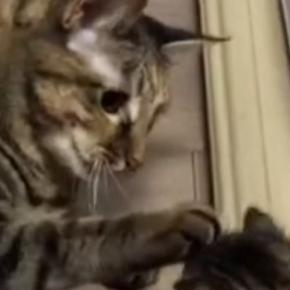はじめましての『新入り子猫』に……先住猫が見せた『驚きの神対応』が39万再生「優しさがあふれてる」「仲良しになれそう」と感動の声