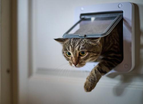猫ドアから入る猫