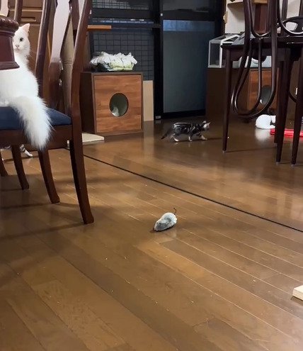 部屋を歩く子猫たち