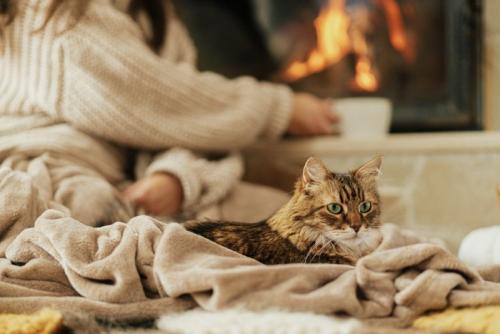 毛布のなかの猫