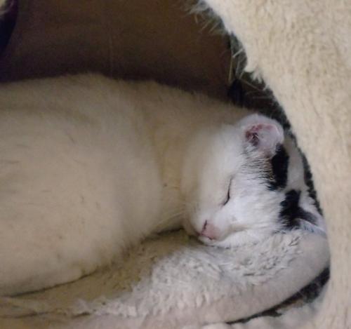 寝ている猫
