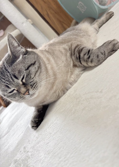 アザラシのようなフォルムの猫